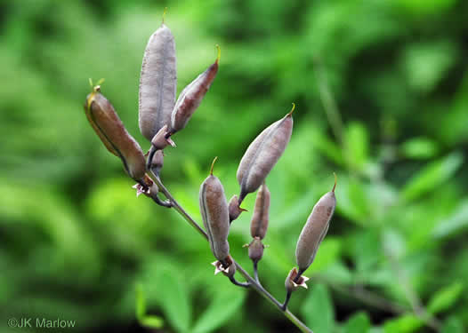 image of Baptisia albescens, Narrow-pod White Wild Indigo, Spiked Wild Indigo