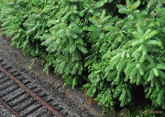 Ailanthus altissima