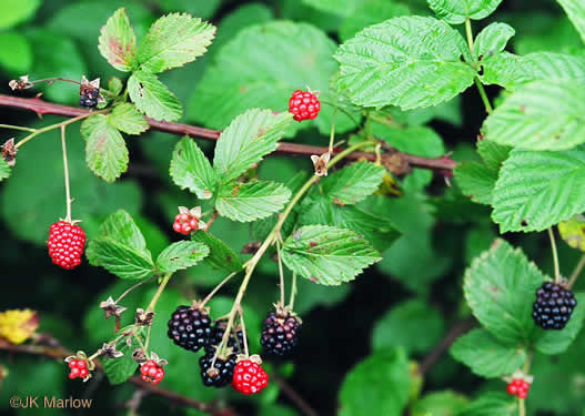 image of Rubus pensilvanicus, Pennsylvania Blackberry, Highbush Blackberry, Eastern Blackberry, Southern Blackberry