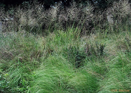 image of Eragrostis curvula, Weeping Lovegrass