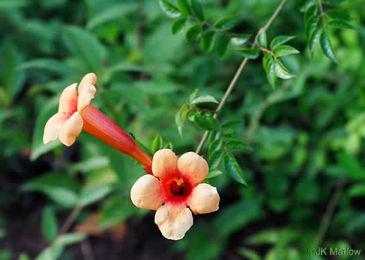 image of Campsis radicans, Trumpetcreeper, Trumpet Vine, Cow-Itch Vine