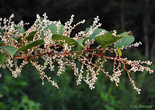 image of Reynoutria japonica var. japonica, Japanese Knotweed, Japanese Bamboo, Japanese Buckwheat