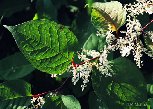 image of Reynoutria japonica var. japonica, Japanese Knotweed, Japanese Bamboo, Japanese Buckwheat