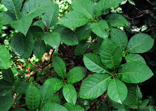 image of Chionanthus virginicus, Fringetree, Grancy Graybeard, Old Man's Beard, Grandsir-graybeard