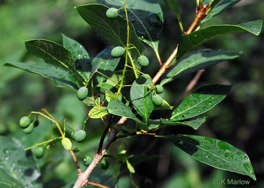 image of Chionanthus virginicus, Fringetree, Grancy Graybeard, Old Man's Beard, Grandsir-graybeard