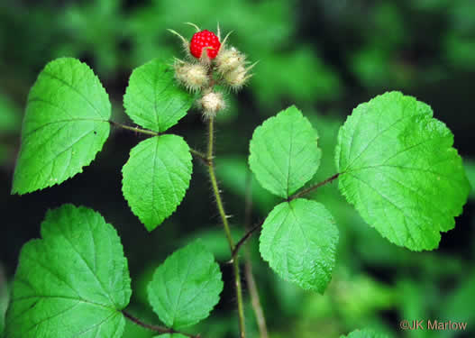 image of Rubus phoenicolasius, Wineberry, Wine Raspberry