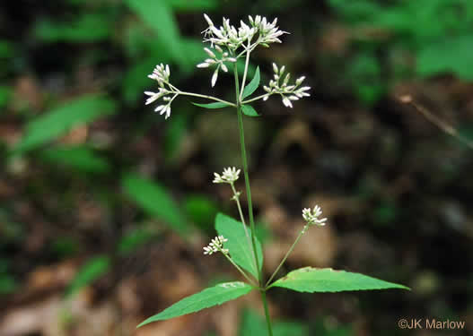 image of Eutrochium purpureum var. purpureum, Purple-node Joe-pye-weed, Sweet Joe-pye-weed