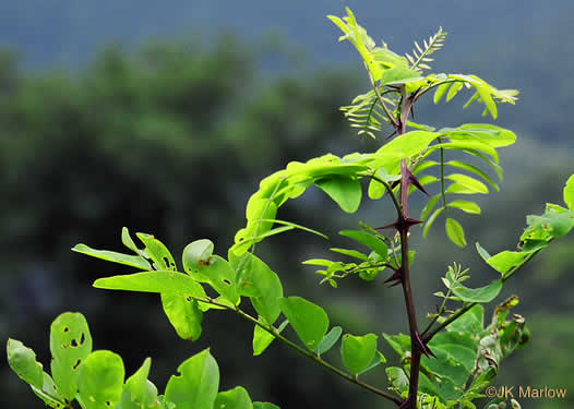 image of Robinia pseudoacacia, Black Locust