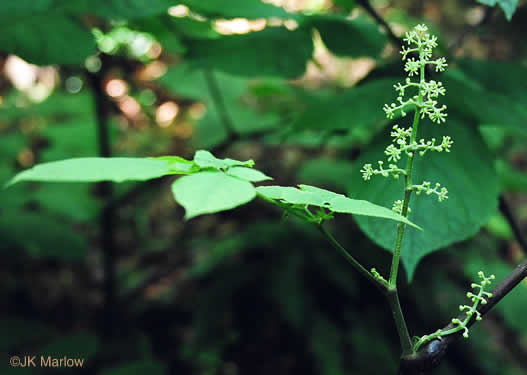 image of Aralia racemosa, Spikenard, Hungry-root