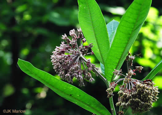 image of Asclepias syriaca, Common Milkweed