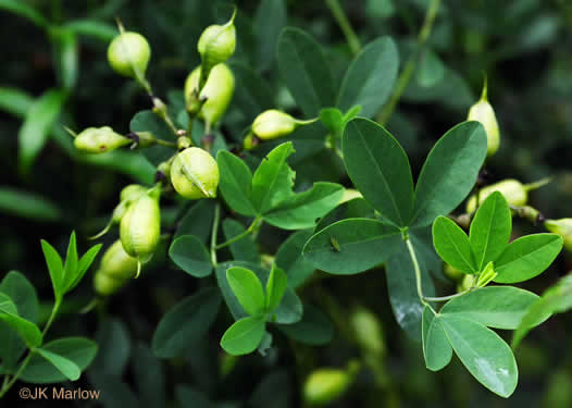 image of Baptisia australis, Tall Blue Wild Indigo, Streamside Blue Indigo, Tall Blue Baptisia