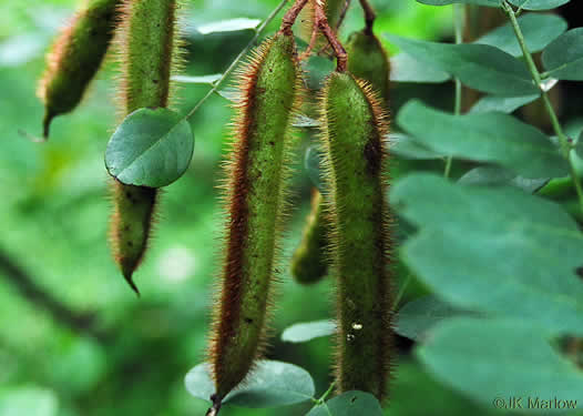 image of Robinia hispida var. hispida, Common Bristly Locust