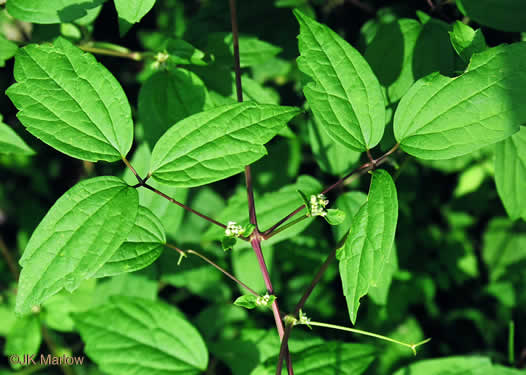 image of Clematis virginiana, Virgin's Bower