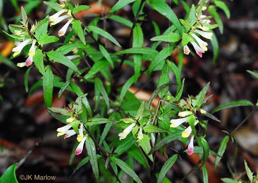 image of Melampyrum lineare, Cow-wheat