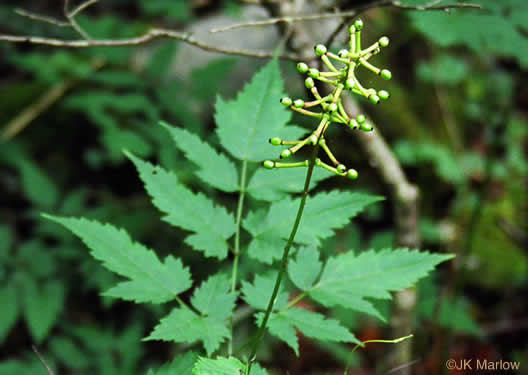 image of Actaea pachypoda, Doll's-eyes, White Baneberry, White Cohosh