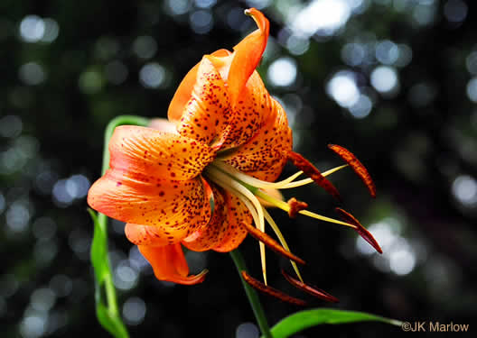 image of Lilium superbum, Turk's-cap Lily, Lily-royal, Superb Lily