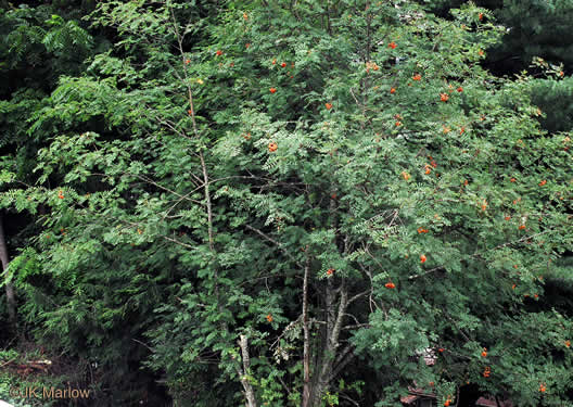 image of Sorbus aucuparia ssp. aucuparia, European Mountain-ash, Rowan