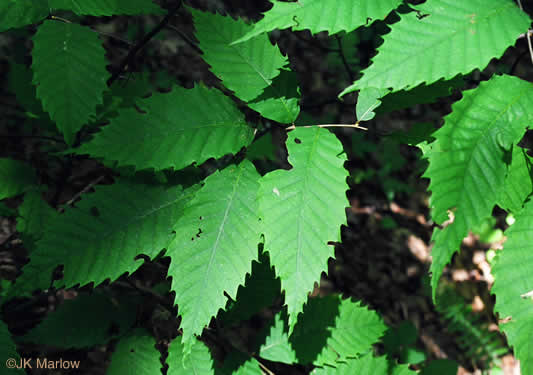 image of Castanea dentata, American Chestnut