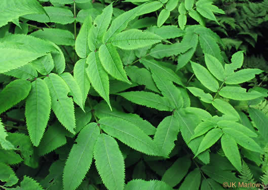 Sambucus racemosa var. pubens, Eastern Red Elderberry, Red-berried Elder