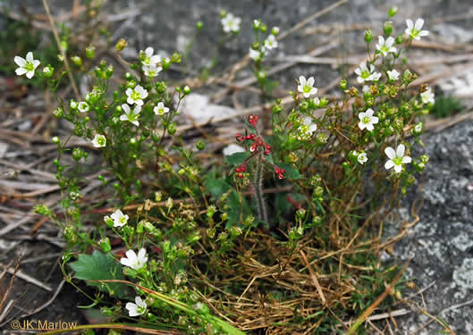 image of Geocarpon groenlandicum, Mountain Sandwort, Greenland Sandwort