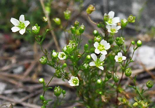 image of Geocarpon groenlandicum, Mountain Sandwort, Greenland Sandwort