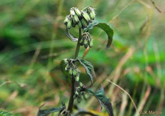 image of Nabalus roanensis, Roan Mountain Rattlesnake-root, Appalachian Rattlesnake-root