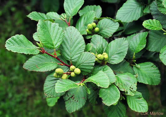 image of Alnus crispa, Green Alder, Mountain Alder