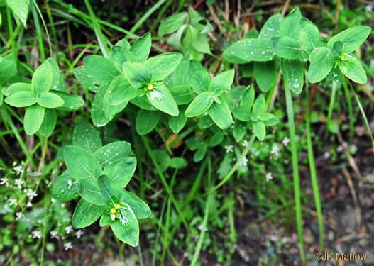 image of Hypericum graveolens, Mountain St. Johnswort