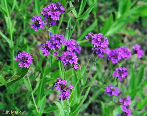 image of Verbena rigida, Stiff Verbena, Tuberous Vervain, Veiny Vervain