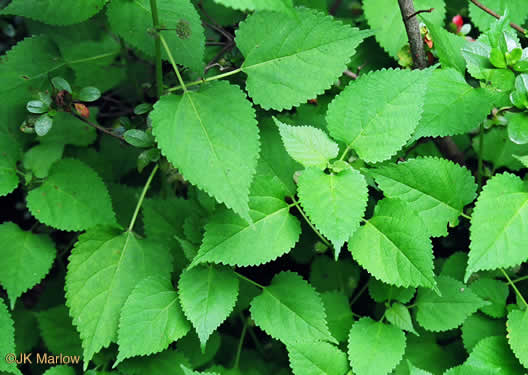 image of Fatoua villosa, Mulberry-weed, Crabweed, Foolish-weed