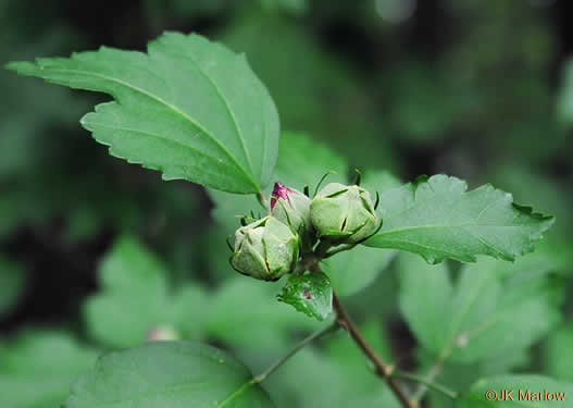 image of Hibiscus syriacus, Rose-of-Sharon, Althea