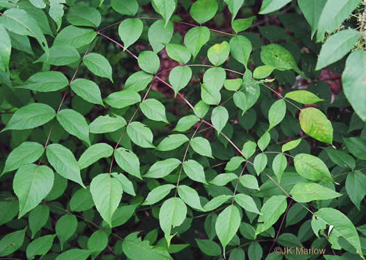 Aralia spinosa, Devil's Walkingstick, Hercules-club, Prickly Aralia, Prickly-ash