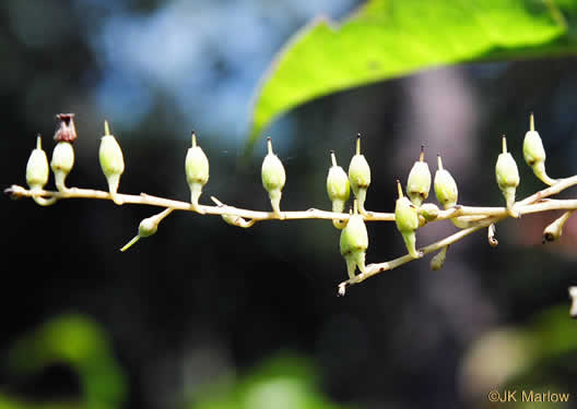 image of Oxydendrum arboreum, Sourwood, Sorrel-tree