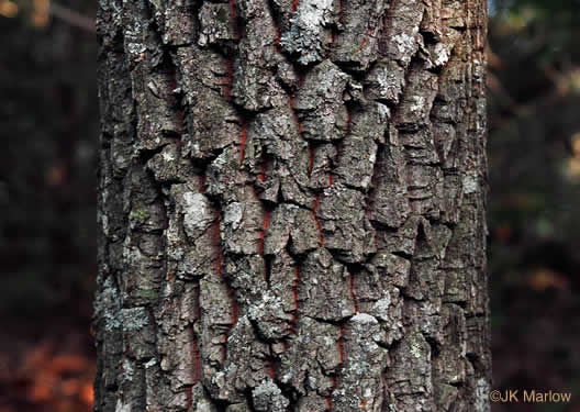 image of Oxydendrum arboreum, Sourwood, Sorrel-tree