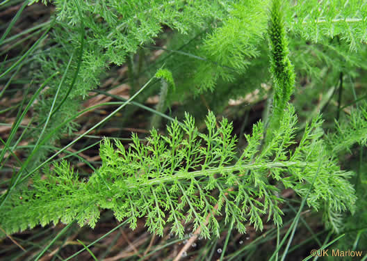 image of Achillea gracilis, Eastern Yarrow, Eastern Thousandleaf