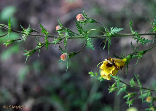 image of Aureolaria pectinata, Southern Oak-leach, Sticky False Foxglove, Combleaf Yellow False Foxglove