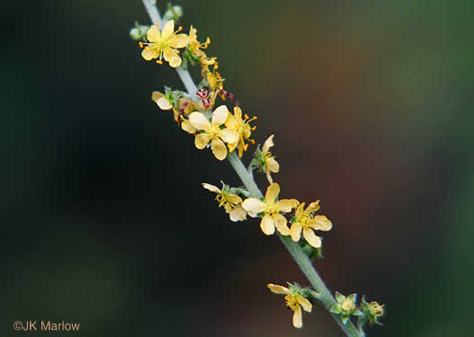 image of Agrimonia parviflora, Southern Agrimony, Small-flowered Agrimony, Harvestlice