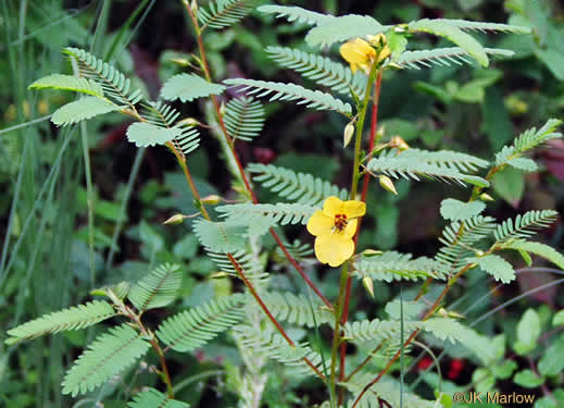 image of Chamaecrista fasciculata var. fasciculata, Common Partridge-pea, Showy Partridge Pea