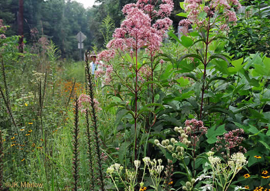 image of Eutrochium fistulosum, Hollow-stem Joe-pye-weed