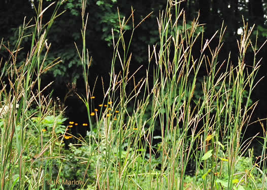 image of Andropogon gerardi, Big Bluestem, Turkeyfoot