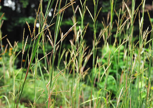 image of Andropogon gerardi, Big Bluestem, Turkeyfoot