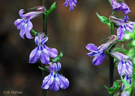 image of Lobelia puberula, Downy Lobelia, Hairy Lobelia