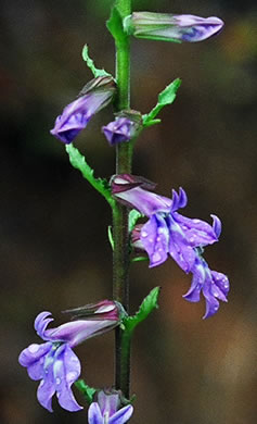 image of Lobelia puberula, Downy Lobelia, Hairy Lobelia