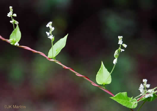 image of Fallopia convolvulus, Climbing Buckwheat, Nimblewill, Black Bindweed