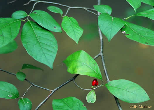 image of Lindera benzoin, Northern Spicebush, Wild Allspice