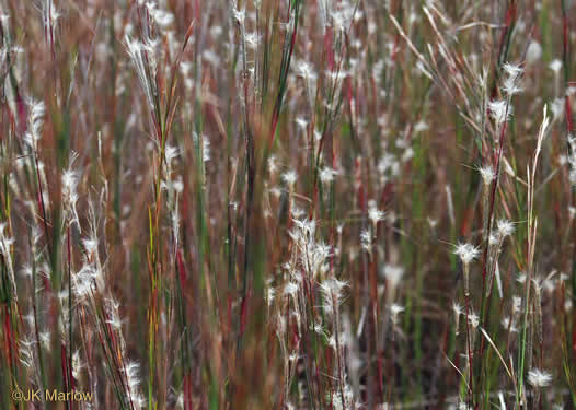 image of Andropogon ternarius, Splitbeard Bluestem, Silvery Bluestem