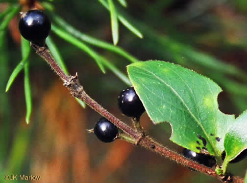 image of Lonicera japonica, Japanese Honeysuckle