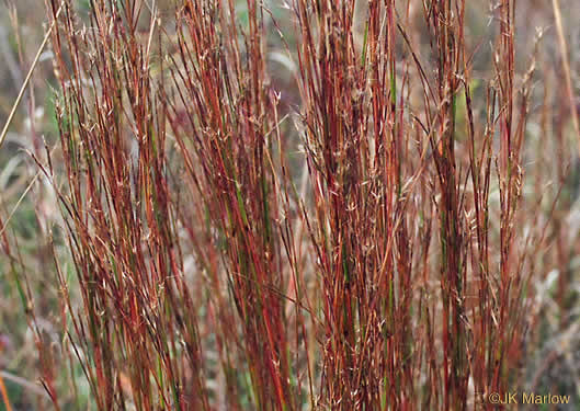 image of Schizachyrium scoparium var. scoparium, Common Little Bluestem