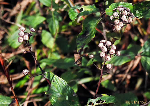 image of Ceanothus americanus var. americanus, Common New Jersey Tea, Redroot, Northeastern Ceanothus