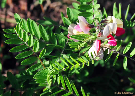 image of Tephrosia virginiana, Virginia Goat's Rue, Devil's Shoestrings